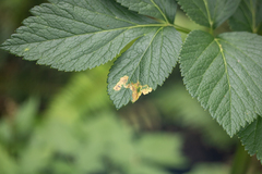Agromyzidae