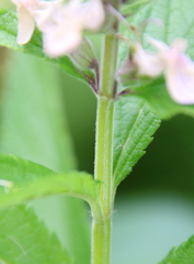 Stachys hispida