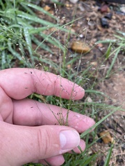 Eragrostis spectabilis