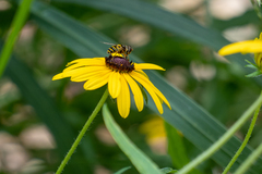 Eristalis transversa