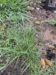 Eragrostis spectabilis