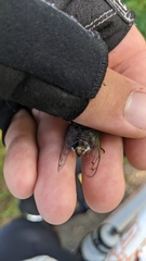 Neotibicen canicularis