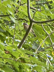 Pheucticus ludovicianus