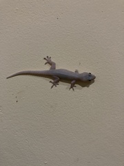 Hemidactylus