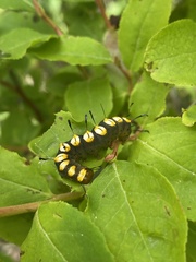 Acronicta funeralis