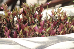 Tradescantia zebrina