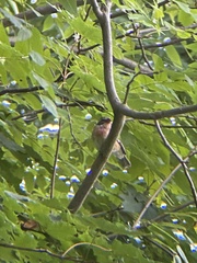 Pheucticus ludovicianus