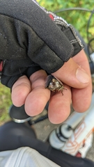 Neotibicen canicularis