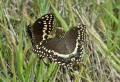 Papilio palamedes