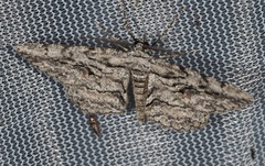 Anavitrinella pampinaria