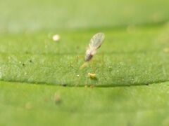 Empidoidea