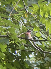 Pheucticus ludovicianus