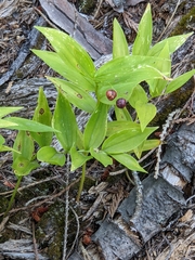 Maianthemum stellatum