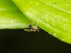 Empidoidea