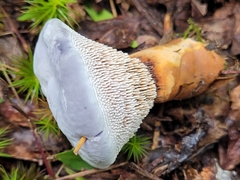 Hydnellum caeruleum