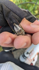 Neotibicen canicularis