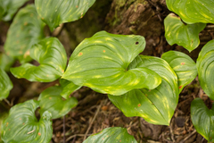 Maianthemum dilatatum
