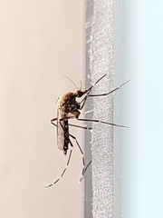Aedes taeniorhynchus
