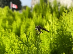 Neomochtherus willistoni