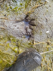 Procyon cancrivorus