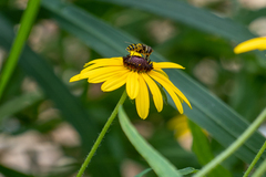 Eristalis transversa