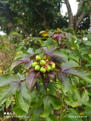 Jatropha gossypiifolia