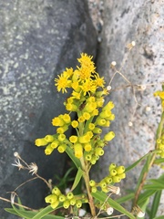 Solidago sempervirens