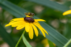 Eristalis transversa