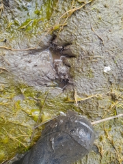 Procyon cancrivorus