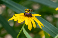 Eristalis transversa