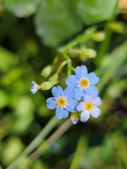Myosotis scorpioides