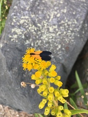 Solidago sempervirens