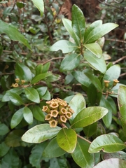 Metrosideros fulgens