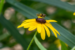 Eristalis transversa