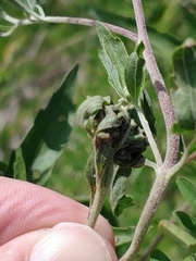 Insecta