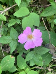 Rosa palustris
