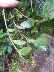 Metrosideros fulgens