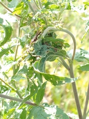 Insecta