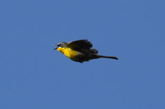 Icteria virens