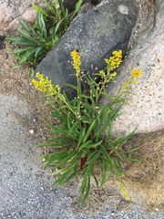 Solidago sempervirens