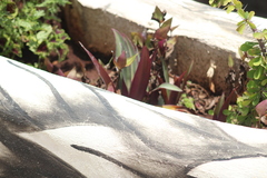 Tradescantia spathacea