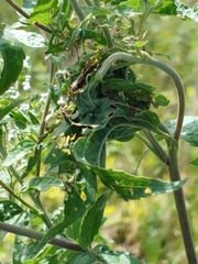 Insecta