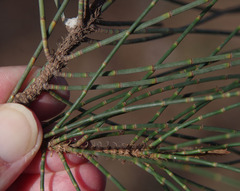 Casuarina obesa