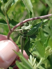 Insecta