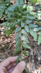 Nothofagus dombeyi