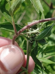 Insecta