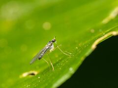 Empidoidea