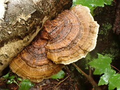 Trametes betulina
