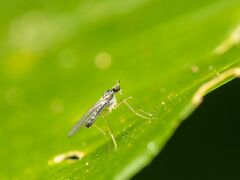 Empidoidea