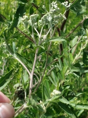 Insecta